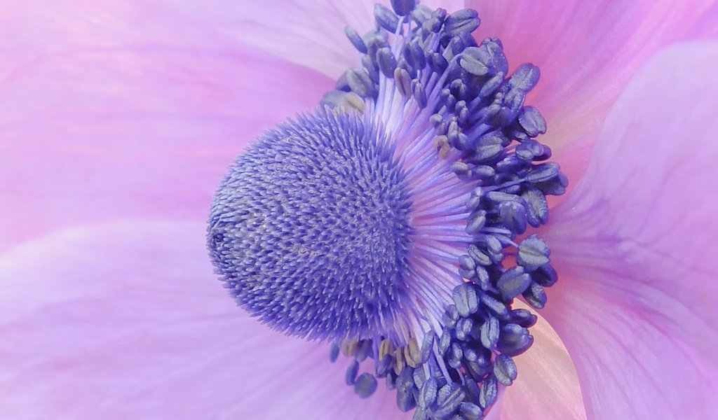 Обои макро, цветок, лепестки, крупным планом, анемона, ветреница, macro, flower, petals, closeup, anemone разрешение 2048x1536 Загрузить