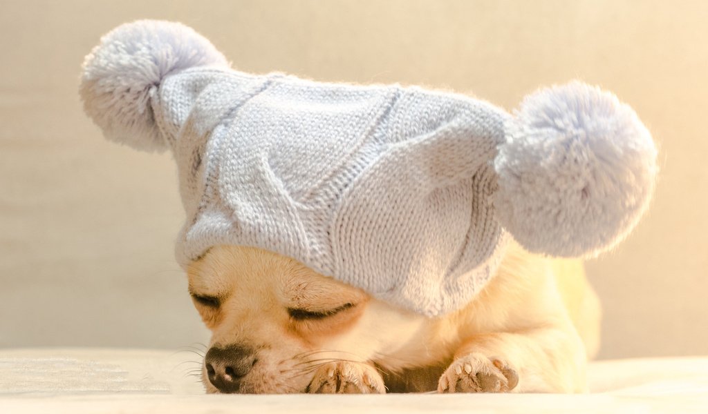 Обои собака, спит, шапка, чихуахуа, bianca badosa, dog, sleeping, hat, chihuahua разрешение 3025x2121 Загрузить