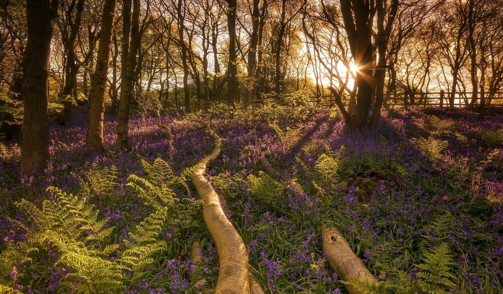 Обои свет, цветы, деревья, природа, лес, утро, солнечные лучи, light, flowers, trees, nature, forest, morning, the sun's rays разрешение 2048x1290 Загрузить