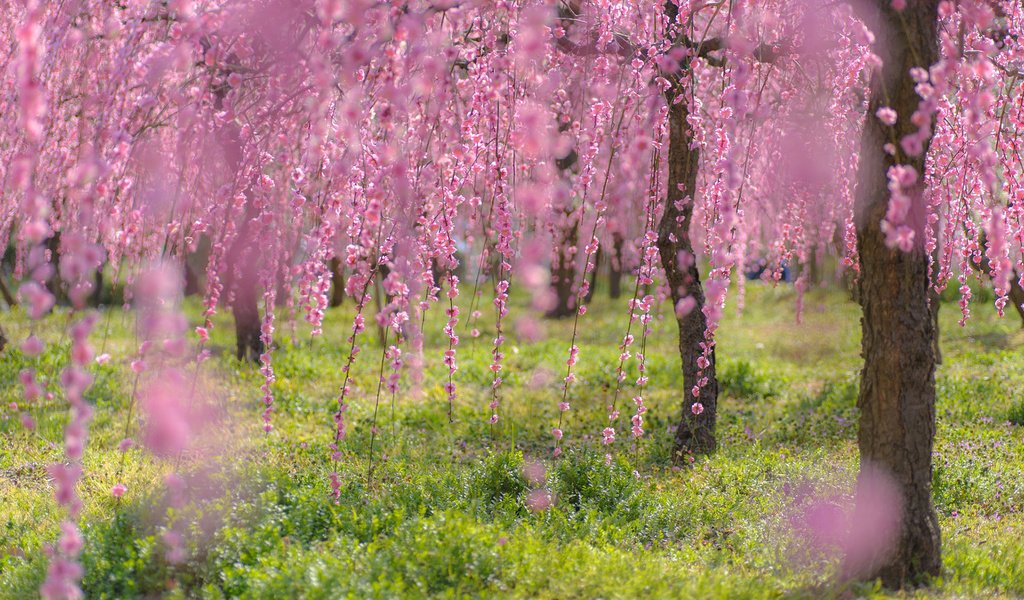 Обои деревья, цветение, ветки, весна, сакура, trees, flowering, branches, spring, sakura разрешение 1920x1200 Загрузить