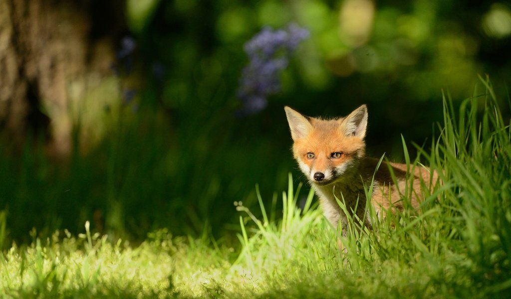 Обои трава, природа, лес, мордочка, лиса, лужайка, лисенок, grass, nature, forest, muzzle, fox, lawn разрешение 2048x1152 Загрузить