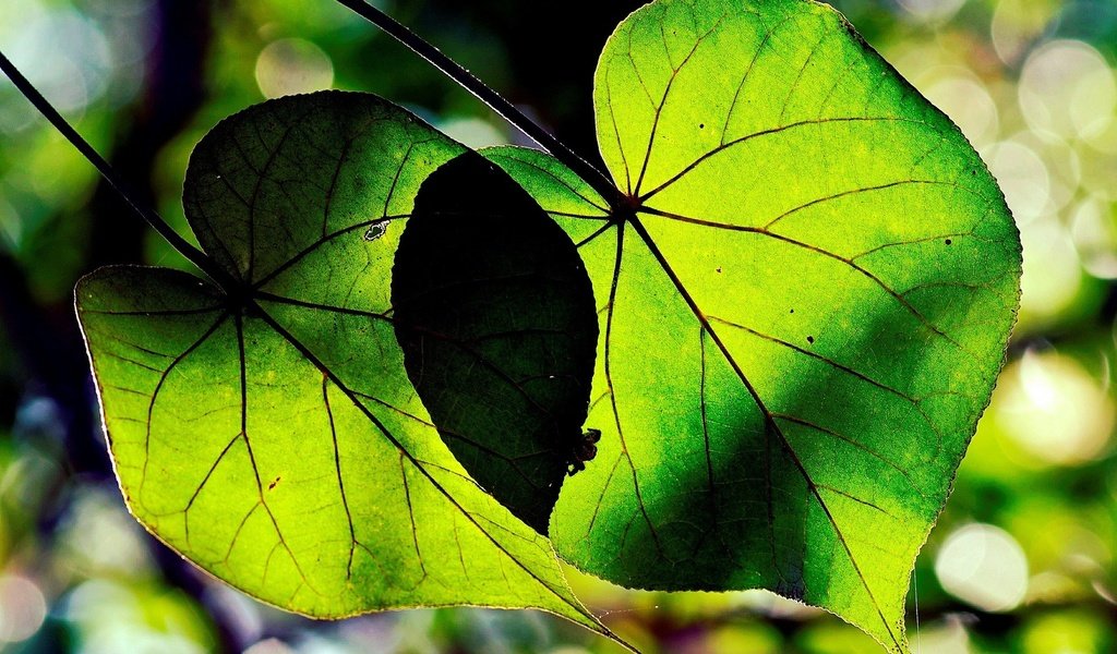 Обои природа, листья, макро, фон, зеленые, nature, leaves, macro, background, green разрешение 1920x1200 Загрузить