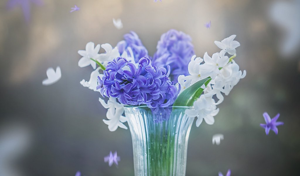 Обои цветы, весна, белые, синие, стакан, гиацинты, flowers, spring, white, blue, glass, hyacinths разрешение 2400x1955 Загрузить