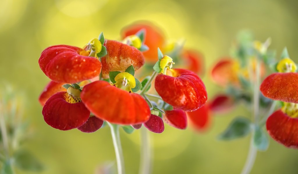 Обои макро, фон, цветок, кальцеолярия, macro, background, flower, calceolaria разрешение 2048x1365 Загрузить