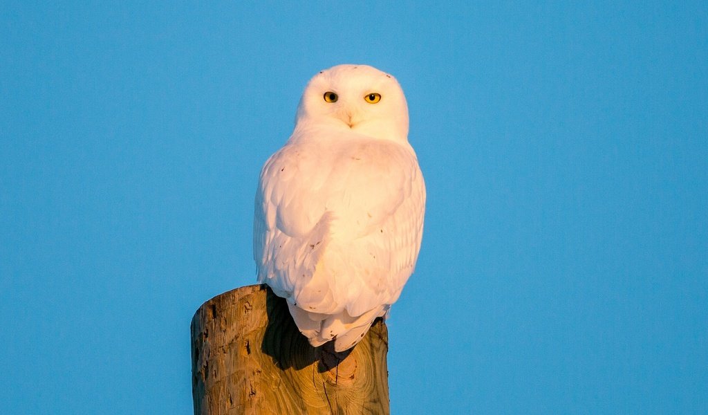 Обои небо, сова, птица, полярная сова, белая сова, the sky, owl, bird, snowy owl, white owl разрешение 2048x1365 Загрузить