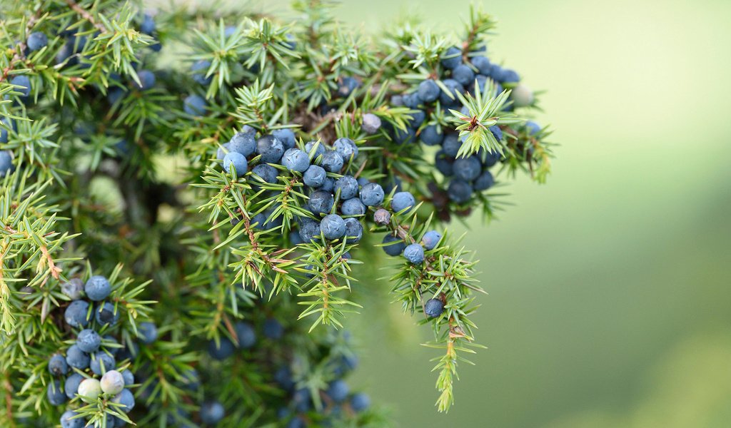 Обои хвоя, макро, ветки, ягоды, плоды, можжевельник, needles, macro, branches, berries, fruit, juniper разрешение 1920x1200 Загрузить