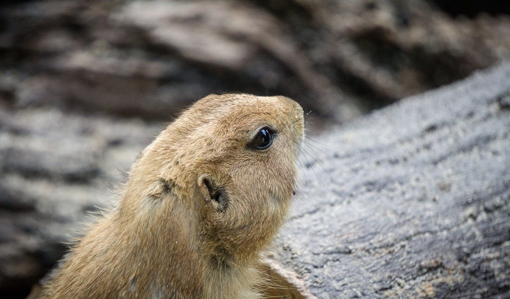 Обои мордочка, профиль, животное, грызун, луговая собачка, muzzle, profile, animal, rodent, prairie dog разрешение 6000x4000 Загрузить