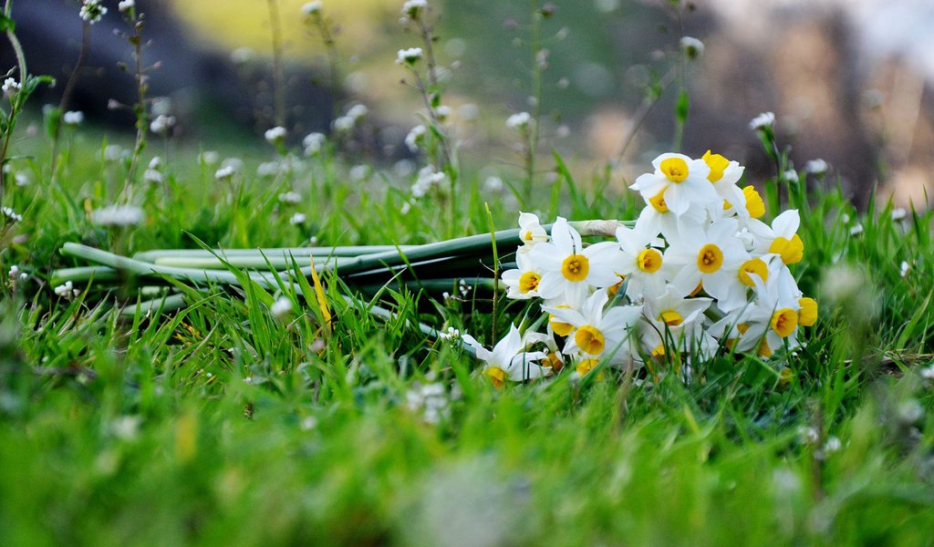 Обои цветы, трава, букет, нарциссы, flowers, grass, bouquet, daffodils разрешение 1920x1200 Загрузить