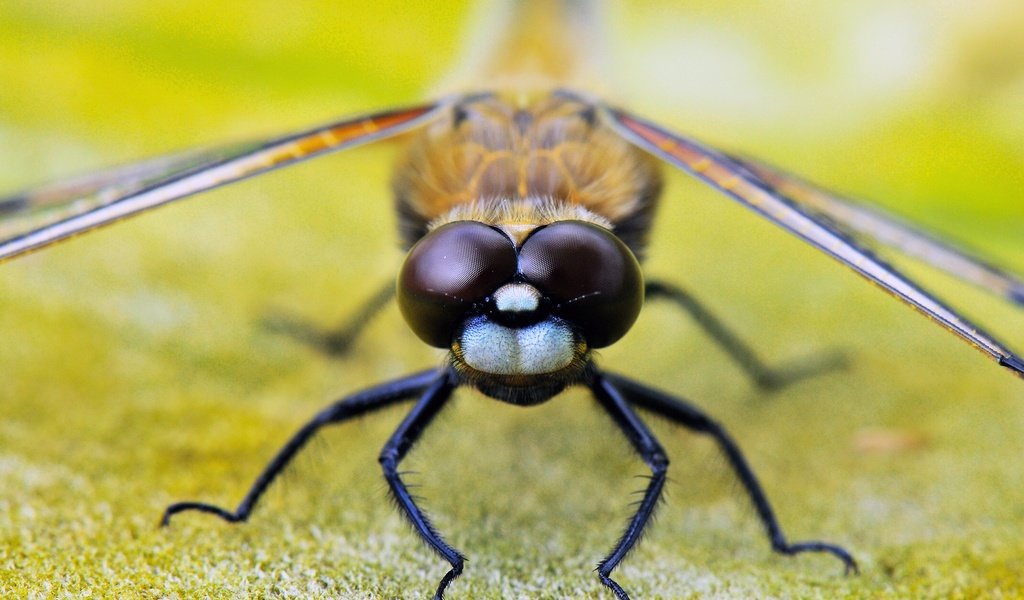 Обои глаза, насекомое, крылья, стрекоза, лапки, крупным планом, eyes, insect, wings, dragonfly, legs, closeup разрешение 1920x1275 Загрузить