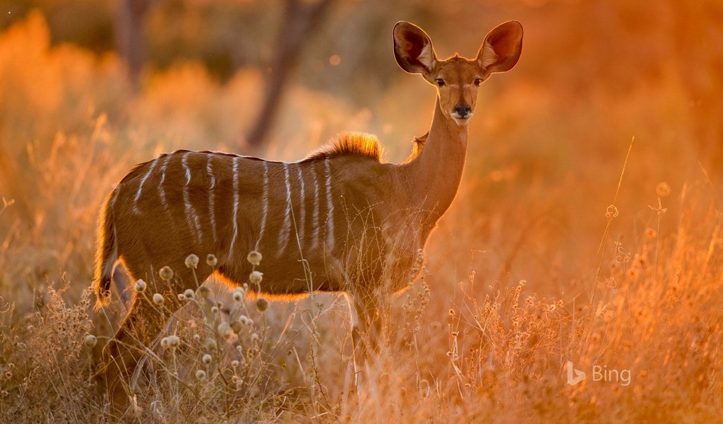 Обои трава, африка, саванна, антилопа, ботсвана, куду, малый куду, grass, africa, savannah, antelope, botswana разрешение 1920x1200 Загрузить