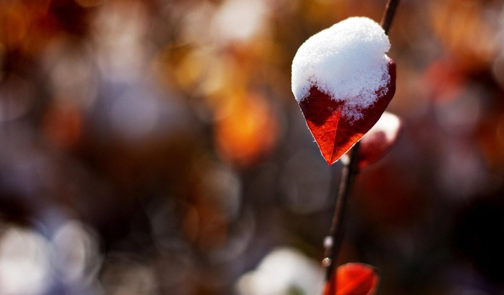 Обои снег, природа, блики, лист, веточка, боке, снег на листике, snow, nature, glare, sheet, sprig, bokeh, snow on a leaf разрешение 1920x1200 Загрузить