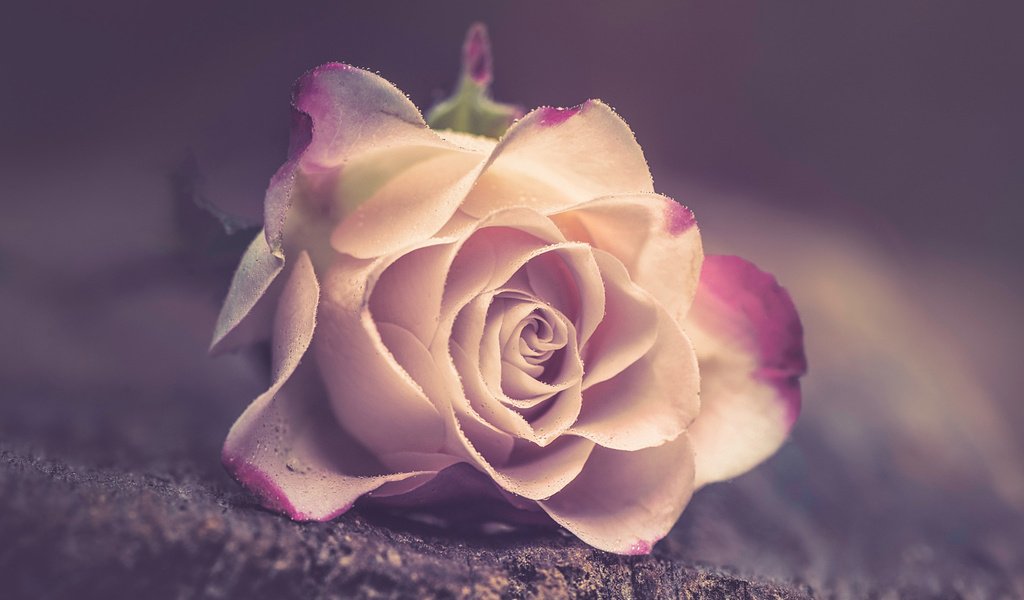 Обои цветок, роза, лепестки, размытость, flower, rose, petals, blur разрешение 1920x1200 Загрузить