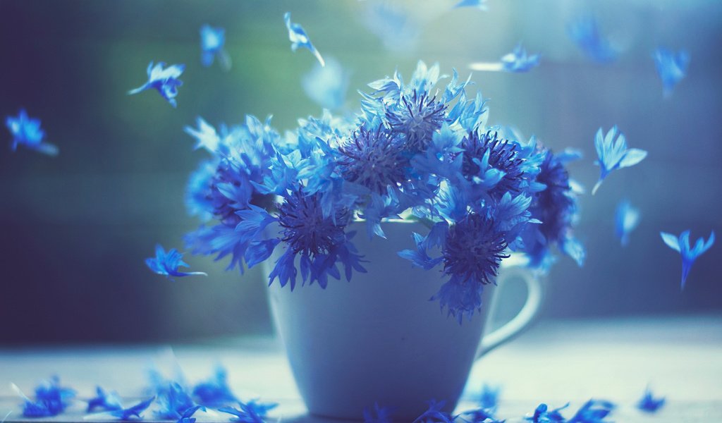 Обои цветы, лепестки, чашка, синие, васильки, flowers, petals, cup, blue, cornflowers разрешение 1920x1080 Загрузить