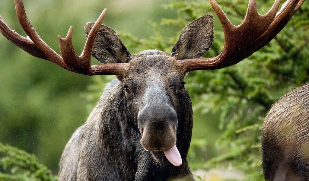 Обои морда, взгляд, рога, язык, дикая природа, лось, face, look, horns, language, wildlife, moose разрешение 2880x1800 Загрузить