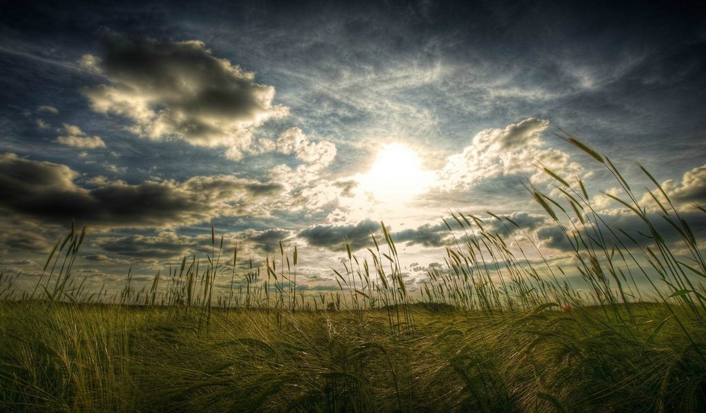 Обои небо, трава, облака, солнце, поле, колоски, the sky, grass, clouds, the sun, field, spikelets разрешение 1920x1080 Загрузить