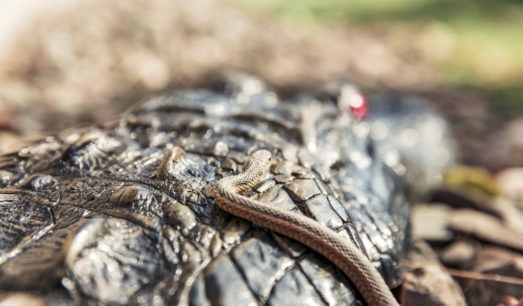 Обои змея, крокодил, чешуя, рептилия, крупным планом, пресмыкающиеся, snake, crocodile, scales, reptile, closeup, reptiles разрешение 2880x1800 Загрузить