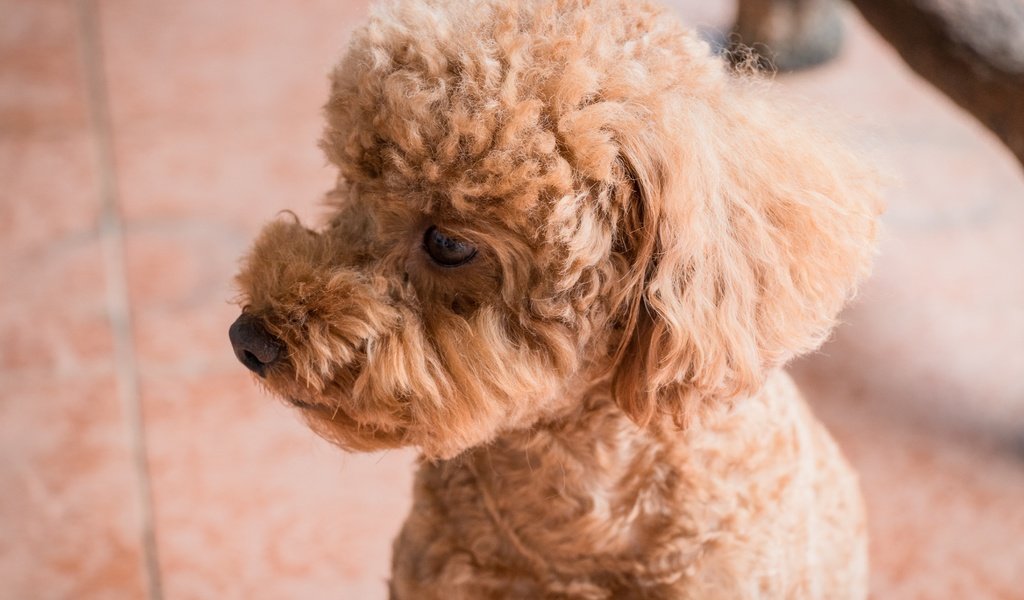 Обои глаза, взгляд, собака, профиль, пудель, абрикосовый, eyes, look, dog, profile, poodle, apricot разрешение 6000x4000 Загрузить