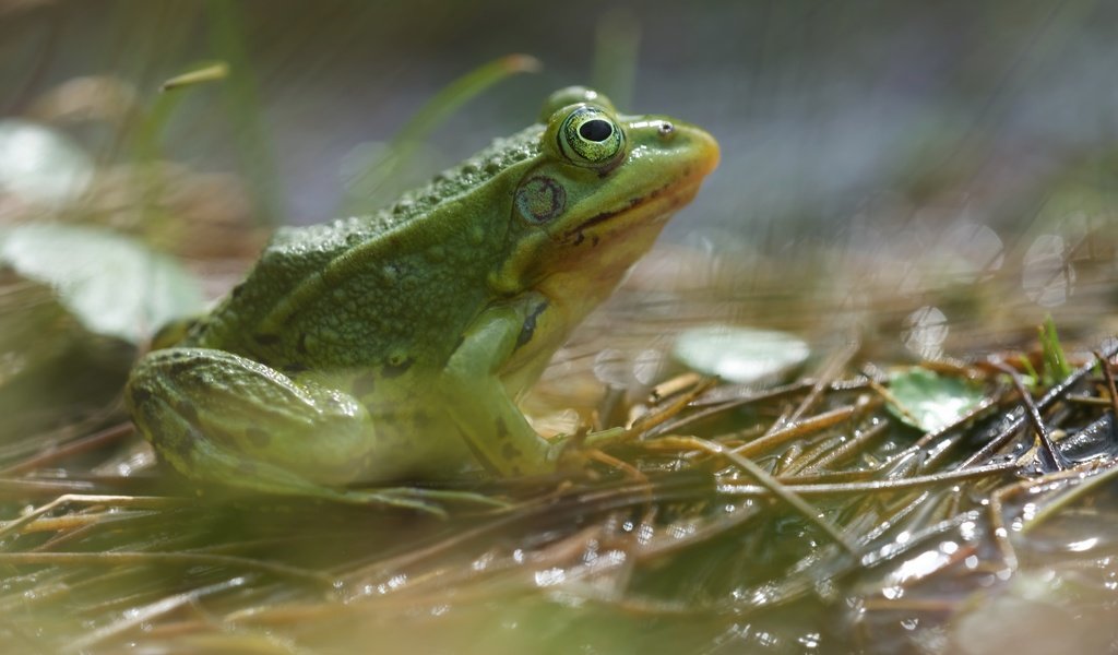 Обои фон, лягушка, животное, земноводное, background, frog, animal, amphibian разрешение 6016x3678 Загрузить