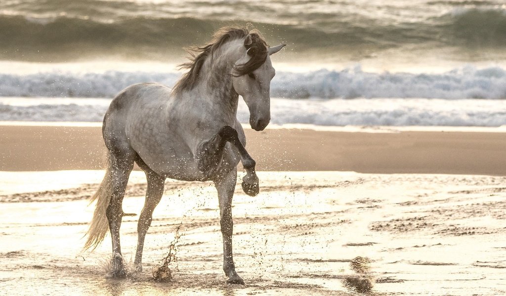 Обои лошадь, море, песок, пляж, конь, грива, копыта, конь . жеребец, horse, sea, sand, beach, mane, hooves, horse . stallion разрешение 1920x1333 Загрузить