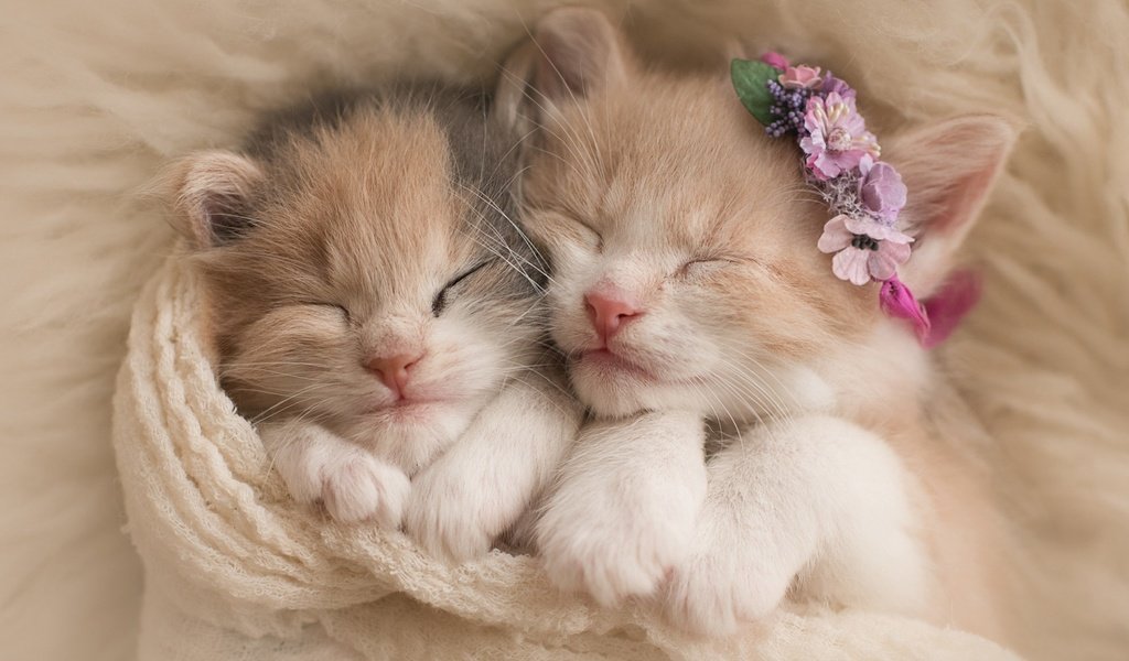 Обои цветы, сон, пара, кошки, котята, венок, мех, шарф, flowers, sleep, pair, cats, kittens, wreath, fur, scarf разрешение 2560x1440 Загрузить