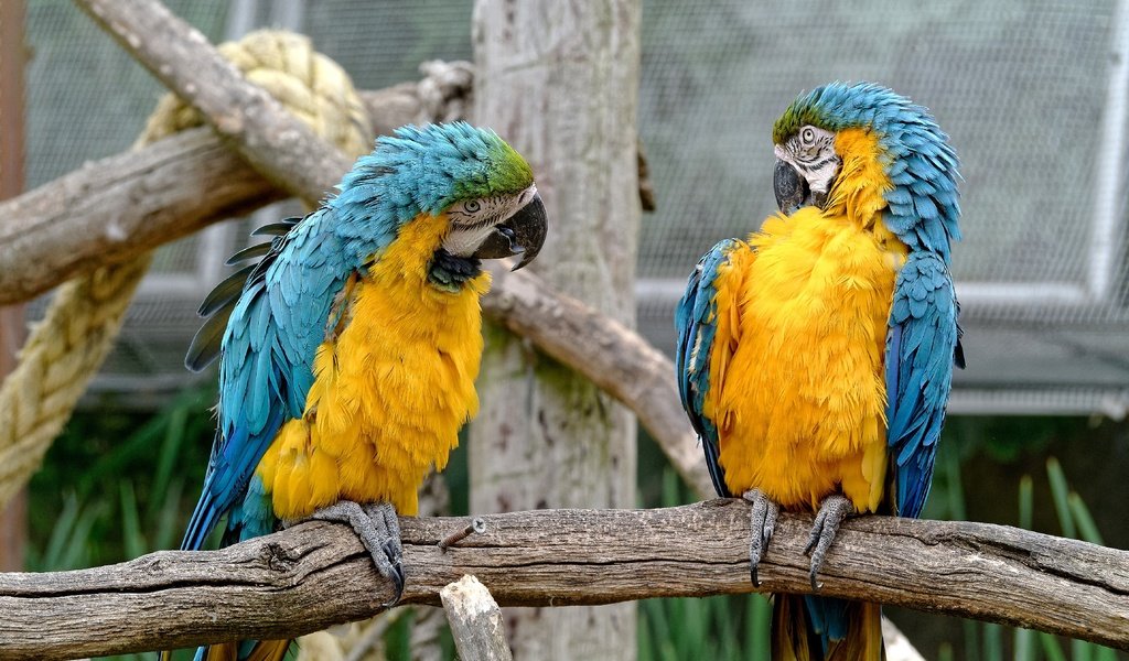 Обои птицы, пара, зоопарк, попугаи, birds, pair, zoo, parrots разрешение 2560x1922 Загрузить