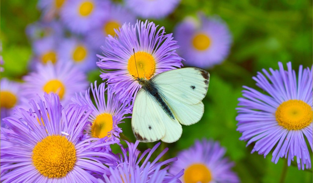 Обои цветы, природа, насекомое, бабочка, крылья, flowers, nature, insect, butterfly, wings разрешение 3004x1878 Загрузить