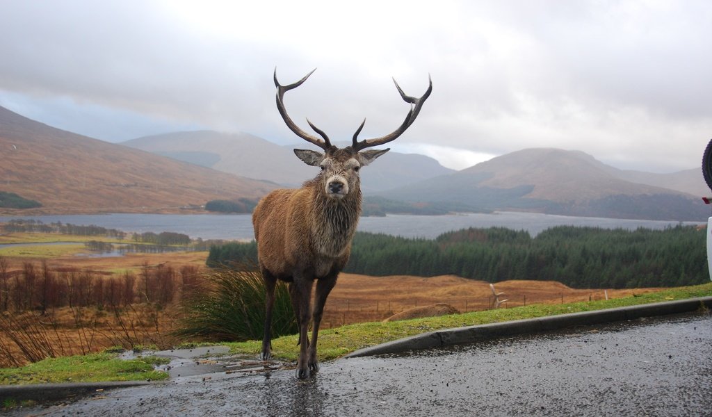 Обои горы, олень, рога, шотландия, mountains, deer, horns, scotland разрешение 3872x2592 Загрузить