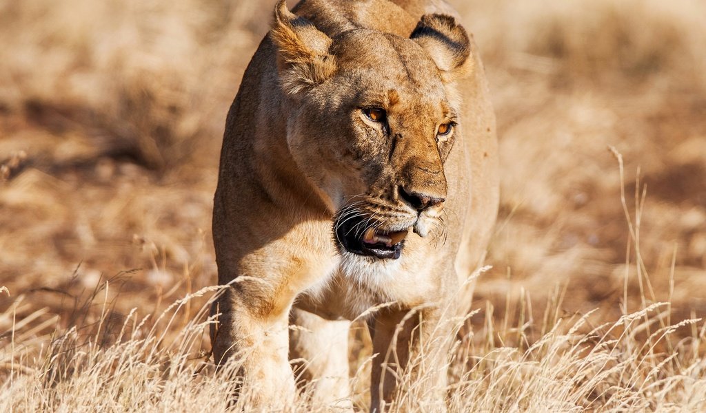 Обои трава, солнце, хищник, львица, grass, the sun, predator, lioness разрешение 2740x2130 Загрузить