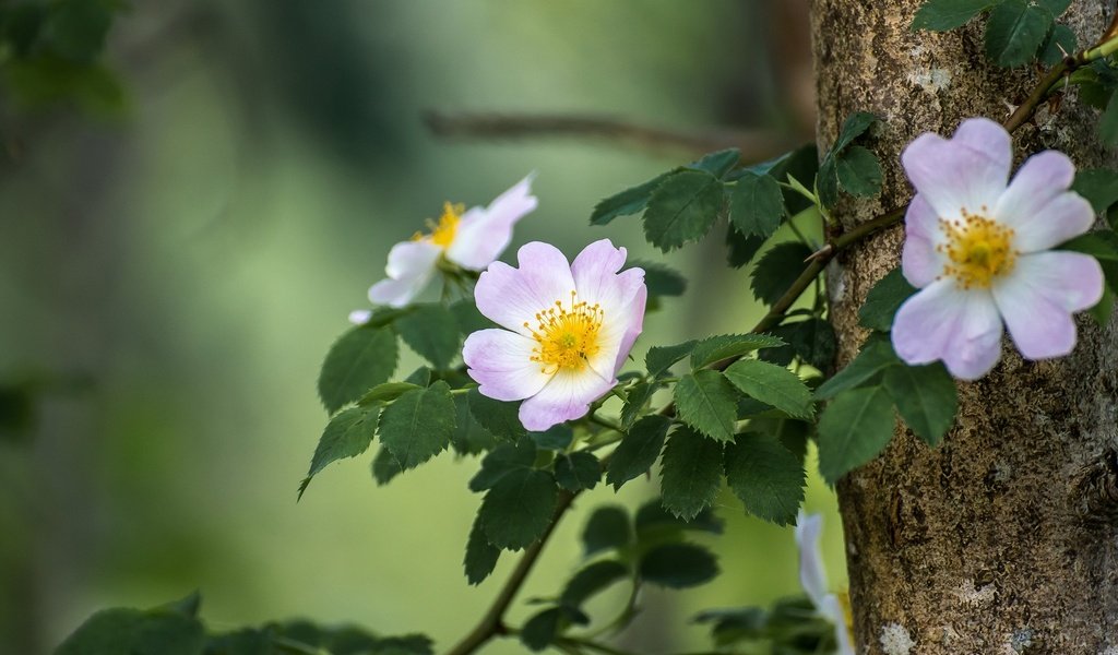 Обои ветка, дерево, листья, лепестки, шиповник, цветки, боке, branch, tree, leaves, petals, briar, flowers, bokeh разрешение 2048x1365 Загрузить