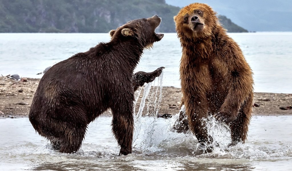 Обои вода, река, медведь, брызги, медведи, два медведя, water, river, bear, squirt, bears, two bears разрешение 2000x1264 Загрузить