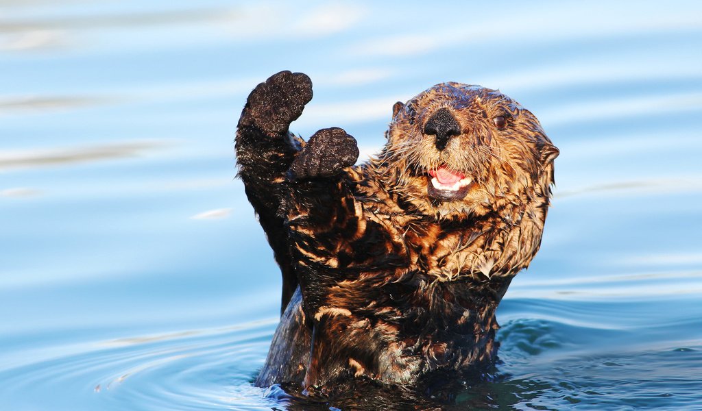 Обои вода, мордочка, взгляд, животное, лапки, выдра, water, muzzle, look, animal, legs, otter разрешение 1920x1200 Загрузить