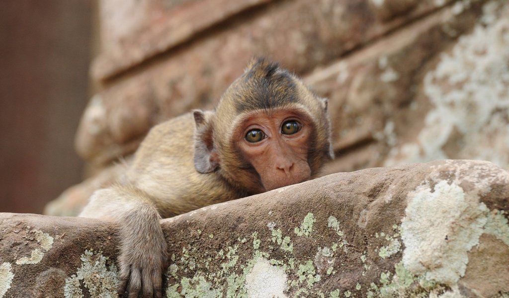 Обои морда, грусть, взгляд, обезьяна, печаль, макака, face, sadness, look, monkey разрешение 2048x1372 Загрузить