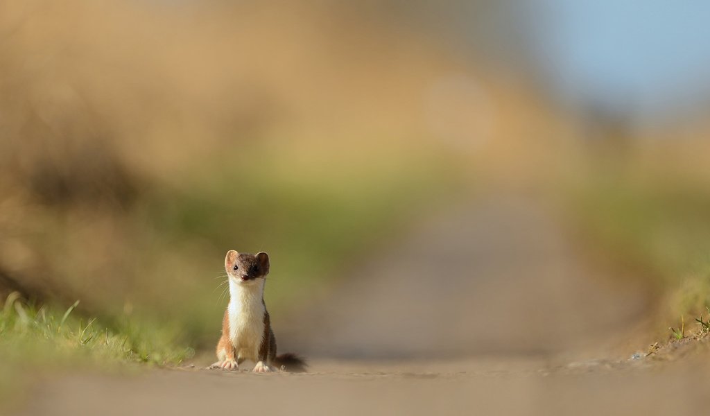 Обои природа, хищник, зверек, куница, горностай, nature, predator, animal, marten, ermine разрешение 1920x1200 Загрузить