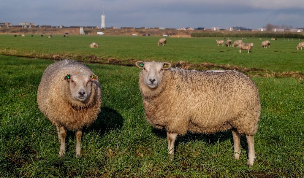 Обои трава, пастбище, овцы, стадо, овца, grass, pasture, sheep, the herd разрешение 4896x2760 Загрузить