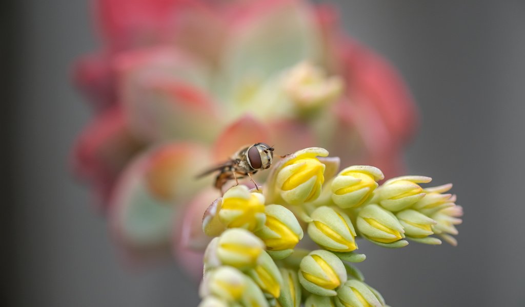 Обои макро, насекомое, цветок, муха, макро. цветок, macro, insect, flower, fly, macro. flower разрешение 6000x4000 Загрузить