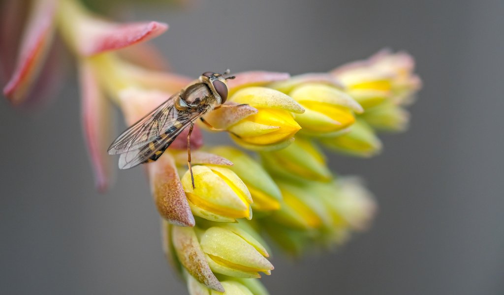 Обои макро, насекомое, цветок, муха, макро. цветок, macro, insect, flower, fly, macro. flower разрешение 4801x2784 Загрузить