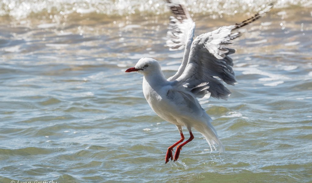 Обои вода, полет, крылья, чайка, птица, lynn griffiths, water, flight, wings, seagull, bird разрешение 3725x2483 Загрузить