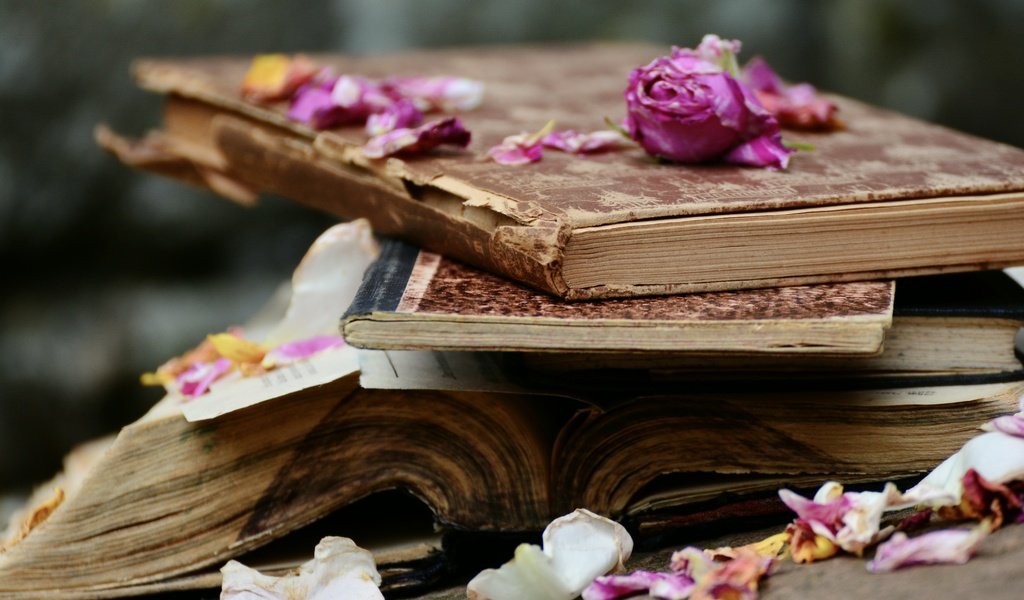 Обои цветы, розы, лепестки, книги, стопка, страницы, flowers, roses, petals, books, stack, page разрешение 6000x4000 Загрузить