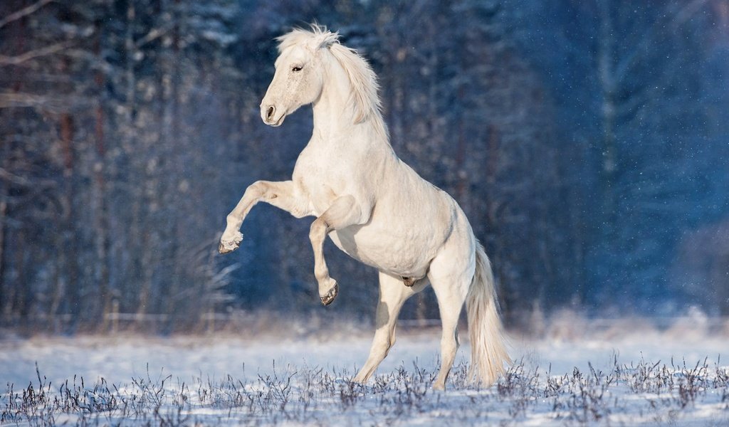 Обои лошадь, снег, зима, конь, грива, жеребец, horse, snow, winter, mane, stallion разрешение 1920x1200 Загрузить
