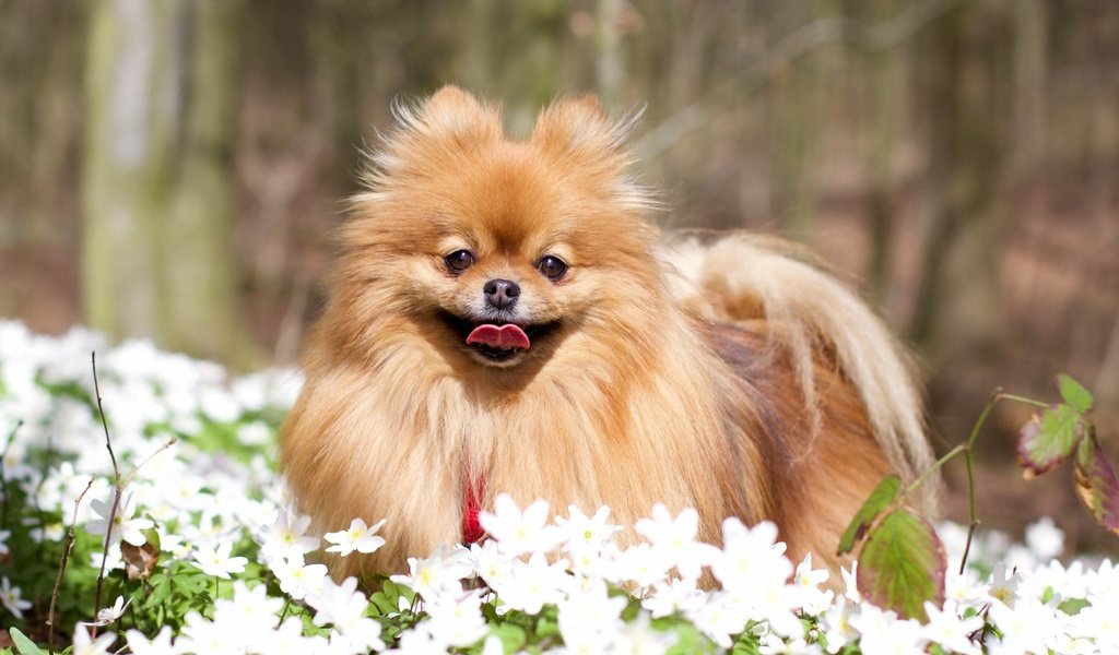 Обои цветы, мордочка, взгляд, собака, язык, шпиц, flowers, muzzle, look, dog, language, spitz разрешение 2880x1800 Загрузить