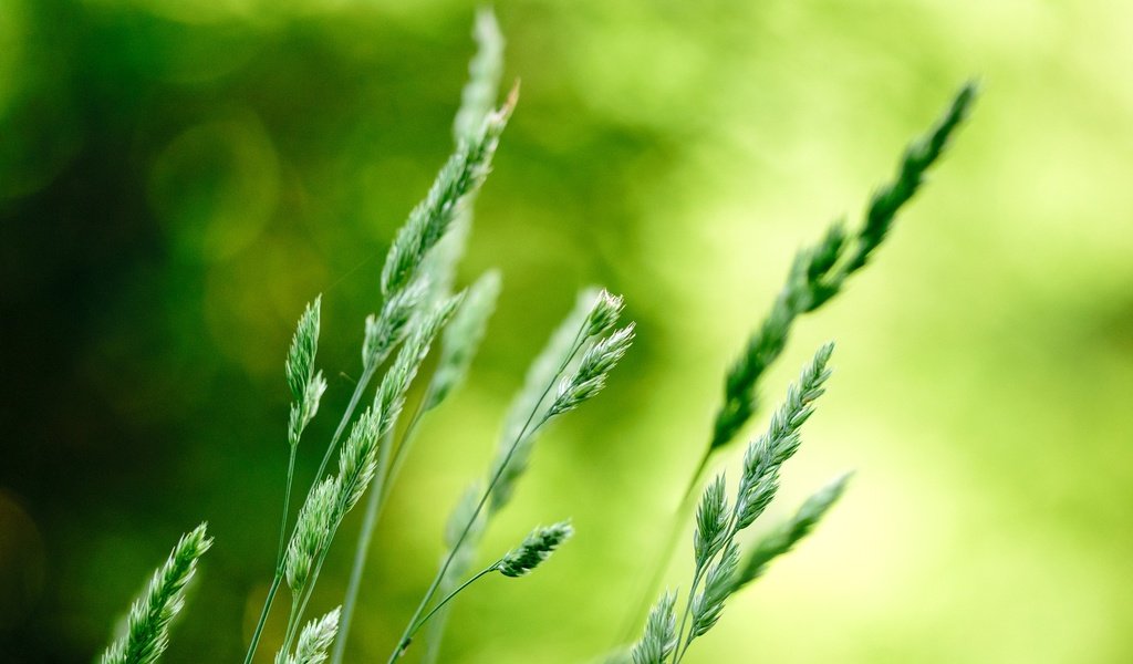 Обои трава, природа, макро, фон, колоски, растение, боке, grass, nature, macro, background, spikelets, plant, bokeh разрешение 1920x1266 Загрузить