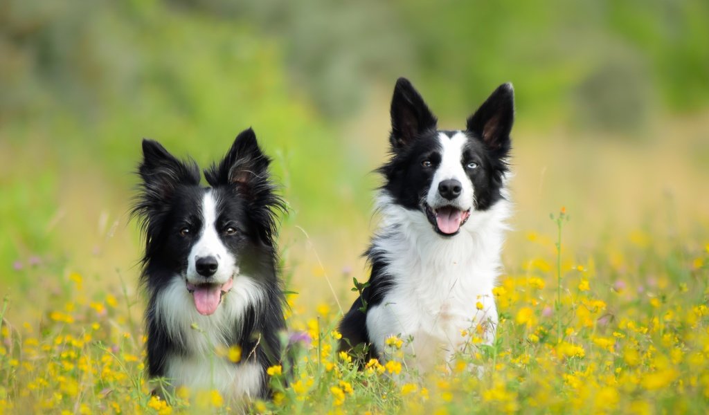 Обои цветы, луг, пара, собаки, бордер-колли, две собаки, flowers, meadow, pair, dogs, the border collie, two dogs разрешение 5673x3782 Загрузить