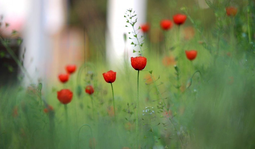 Обои цветы, трава, поле, красный, размытость, луг, мак, flowers, grass, field, red, blur, meadow, mac разрешение 2560x1600 Загрузить