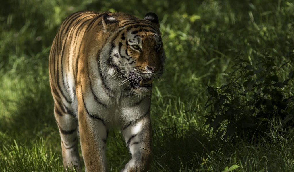Обои тигр, морда, трава, зелень, взгляд, хищник, прогулка, tiger, face, grass, greens, look, predator, walk разрешение 2048x1494 Загрузить