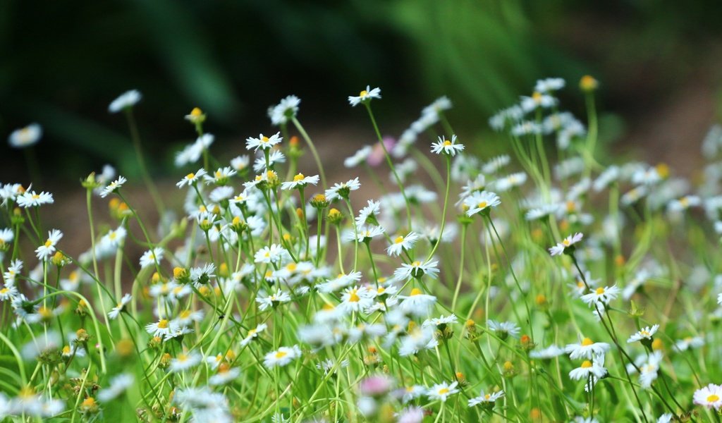 Обои трава, зелень, лето, ромашки, стебли, полевые цветы, grass, greens, summer, chamomile, stems, wildflowers разрешение 1920x1280 Загрузить