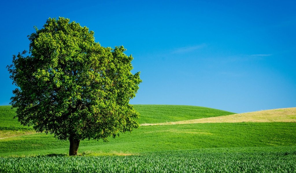 Обои небо, трава, дерево, поле, горизонт, лето, the sky, grass, tree, field, horizon, summer разрешение 1920x1200 Загрузить