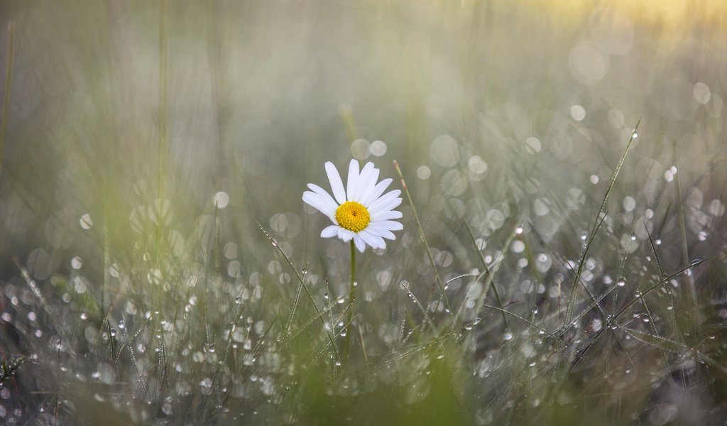 Обои трава, цветок, роса, капли, лепестки, ромашка, размытость, дождь, grass, flower, rosa, drops, petals, daisy, blur, rain разрешение 2048x1365 Загрузить