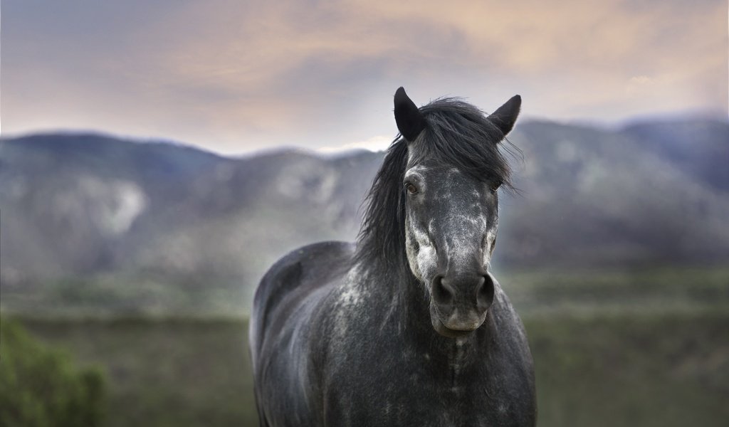 Обои лошадь, размытость, конь, грива, horse, blur, mane разрешение 4256x2832 Загрузить