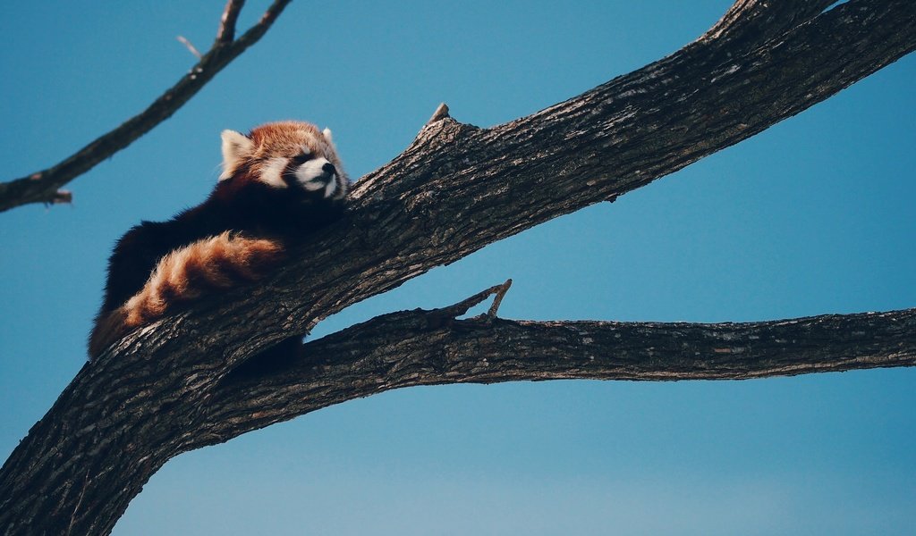 Обои дерево, панда, животное, красная панда, малая панда, tree, panda, animal, red panda разрешение 2048x1154 Загрузить