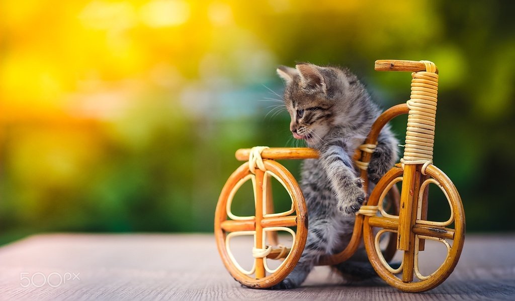 Обои котенок, игрушка, животное, велосипед, детеныш, kitty, toy, animal, bike, cub разрешение 2048x1365 Загрузить